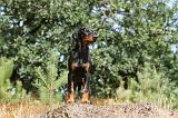 DOBERMANN 129